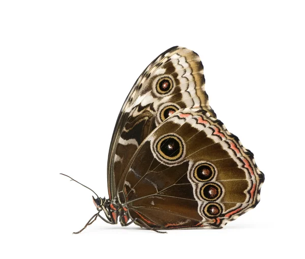 Morpho peleides mariposa —  Fotos de Stock