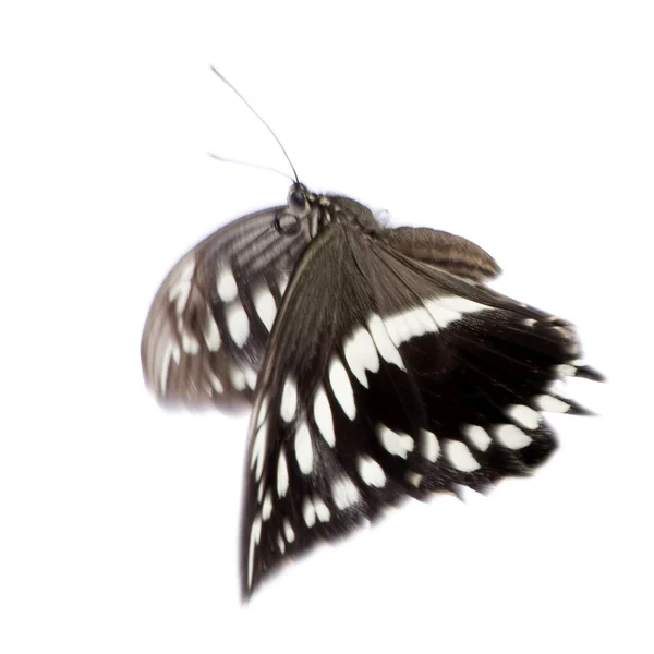 Hypolimnas bolina kelebek — Stok fotoğraf