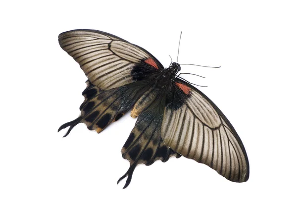 Papilio lowii kelebek — Stok fotoğraf