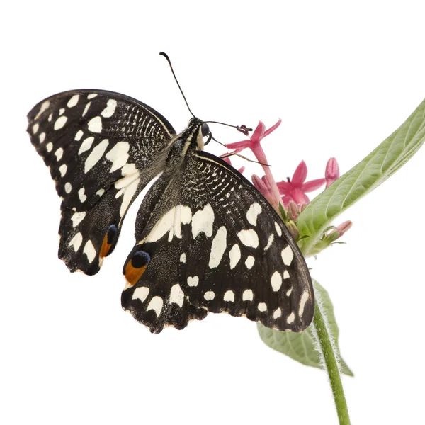 Papilio demoleus farfalla — Foto Stock