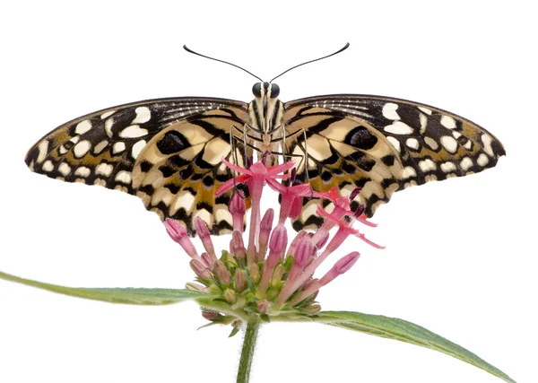 Papilio demoleus kelebek — Stok fotoğraf