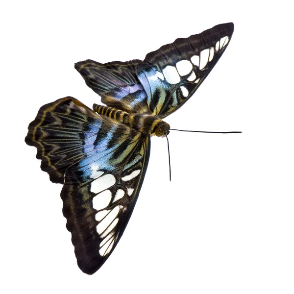 Parthenos sylvia motýl — Stock fotografie