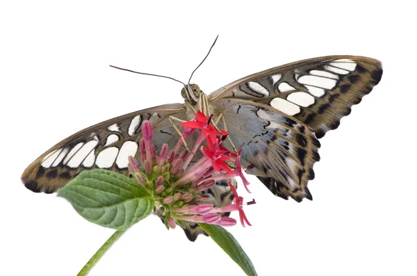 Morpho peleides motýlů — Stock fotografie
