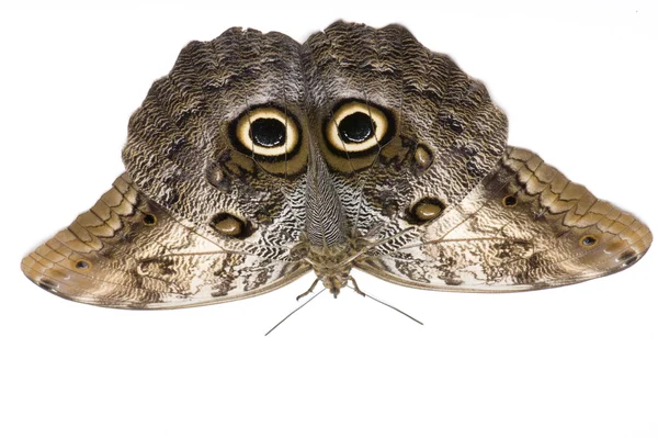 Sova motýl, caligo memnon — Stock fotografie