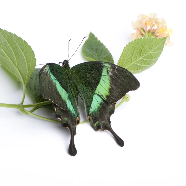 Papilio palinurus kelebek — Stok fotoğraf