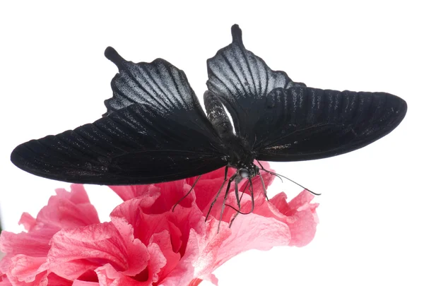 Papilio rumanzovia (hannlig) sommerfugl – stockfoto