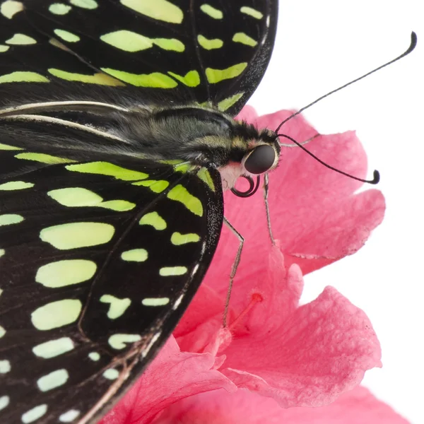 Graphium agamemnon butterfly — Stock Photo, Image