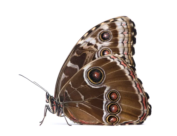 Морфо-пелеидная бабочка — стоковое фото