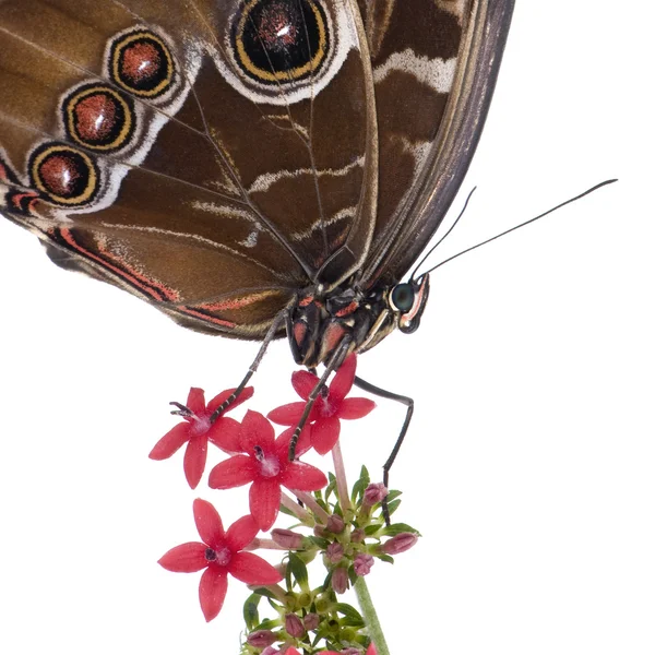 Morpho peleides butterfly — Stock Photo, Image
