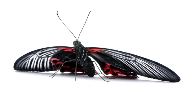 Papilio rumanzovia (fêmea) borboleta — Fotografia de Stock