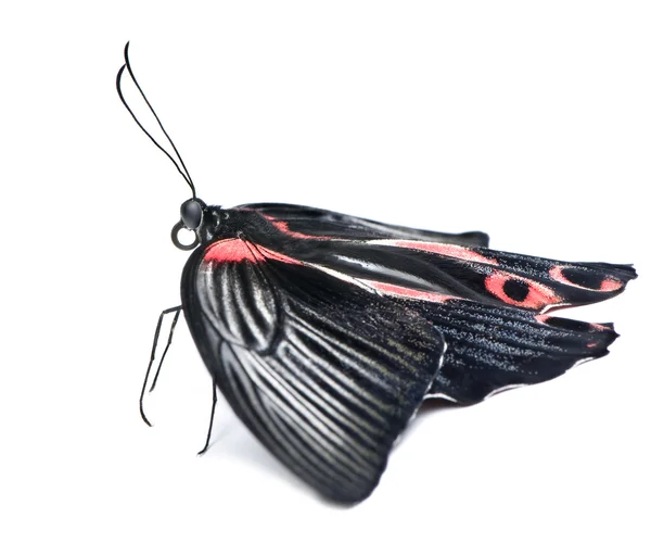Papilio rumanzovia (hembra) mariposa —  Fotos de Stock