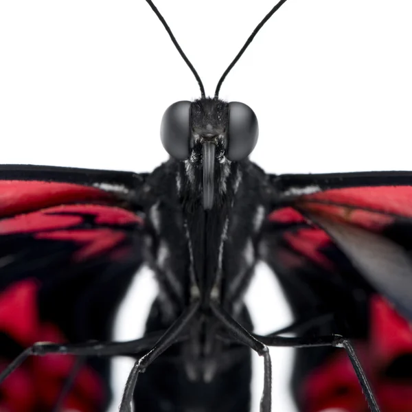 Papilio rumanzovia (dişi) kelebek — Stok fotoğraf