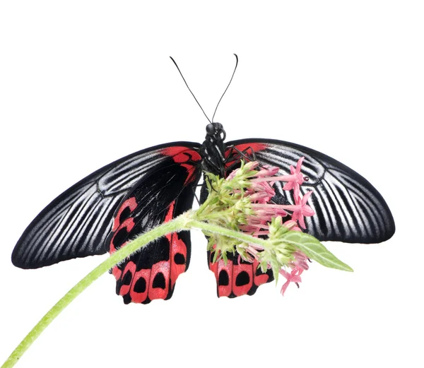 Papilio rumanzovia (самка) бабочки — стоковое фото
