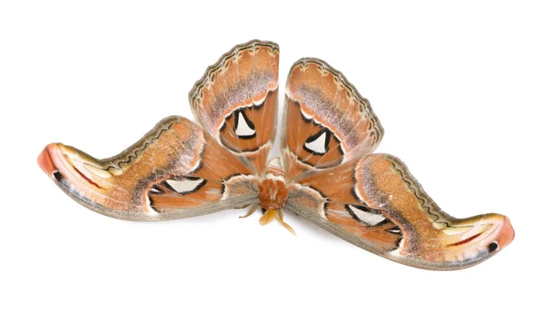 Attacus atlas moth — Stok fotoğraf