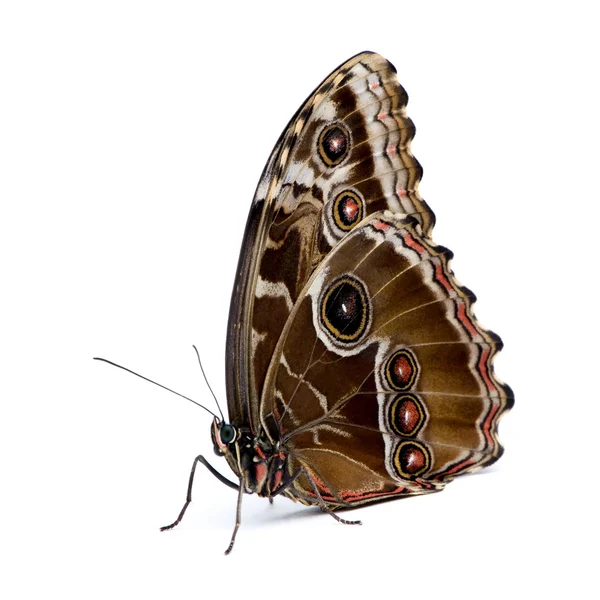 Morpho peleides motyl — Zdjęcie stockowe