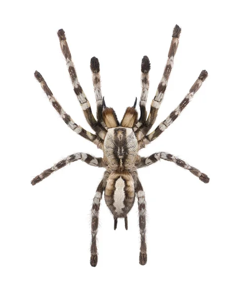 Beyaz arka plan önünde örümcek — Stok fotoğraf