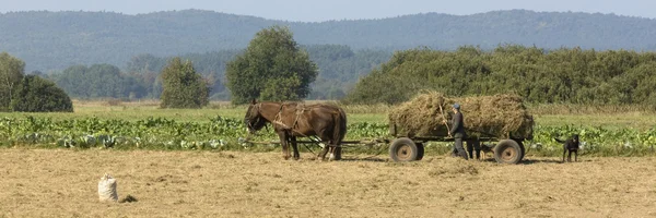 Cavalo trabalhando no campo — Fotografia de Stock