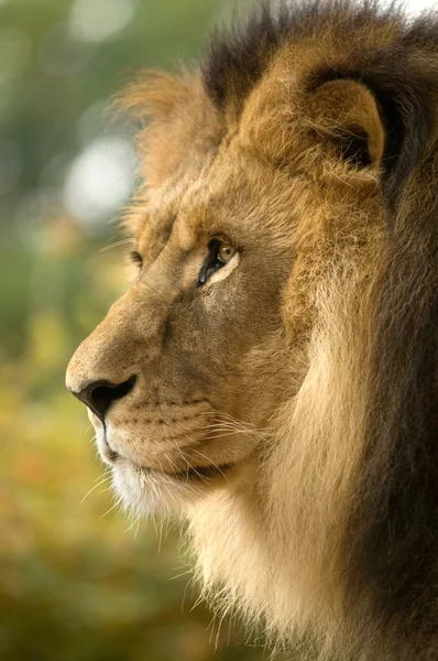 Close-up de leão — Fotografia de Stock