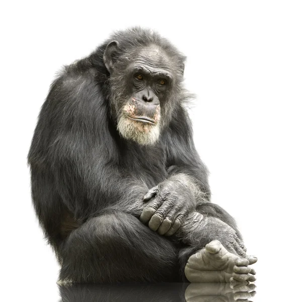 Szympans - simia troglodytów — Zdjęcie stockowe