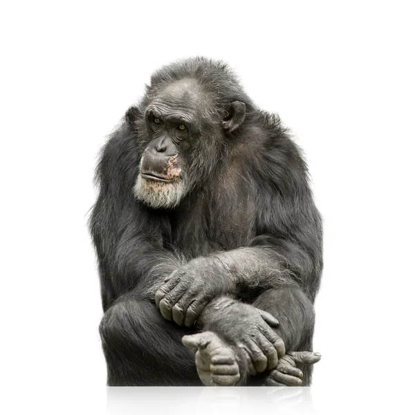 Chimpanzé - Simia troglodytes — Fotografia de Stock