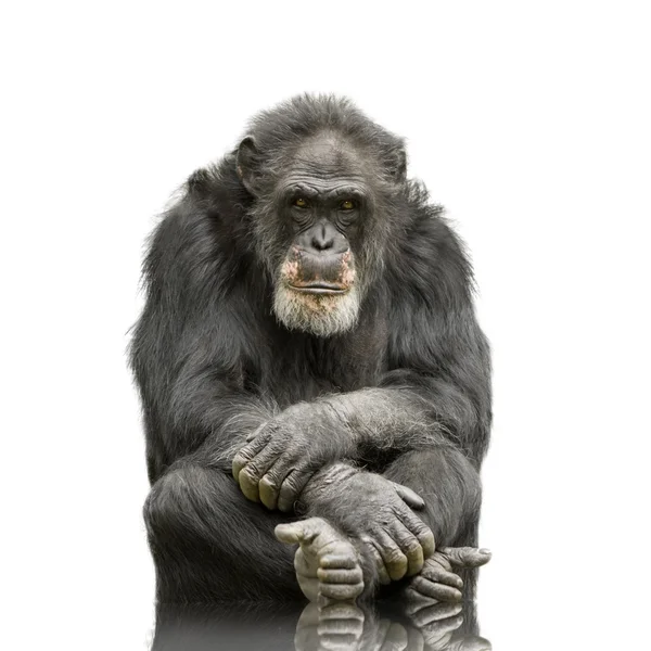 Χιμπατζής - ΣΗΜΕΙΑ troglodytes — Φωτογραφία Αρχείου