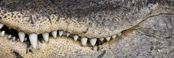 American Alligator (30 years) - Alligator mississippiensis — Stock Photo, Image