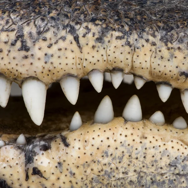 Amerikansk Alligator (30 år) - Alligator mississippiensis — Stockfoto