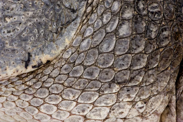 Aligator amerykański (30 lat) - Alligator mississippiensis — Zdjęcie stockowe