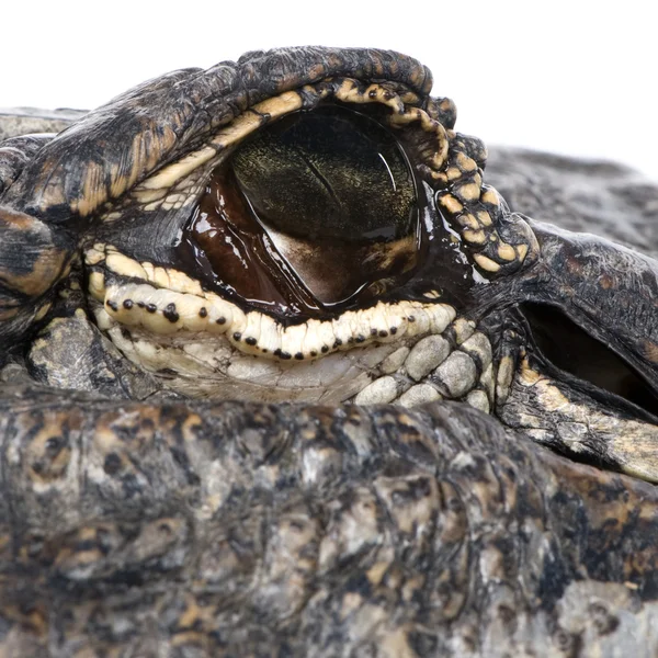 Americký aligátor (30 let) - Alligator mississippiensis — Stock fotografie
