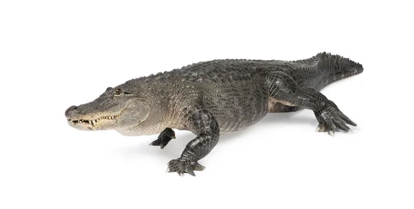 Amerikai aligátor (30 év) - mississippiensis aligátor — Stock Fotó