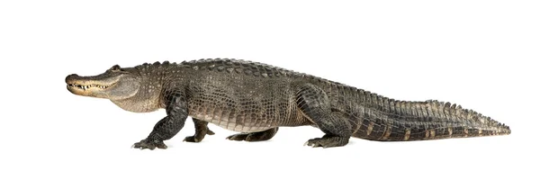 美洲短吻鳄 (30 年)-密西西比短吻鳄 — 图库照片