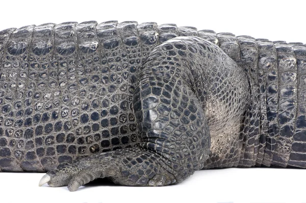 Cocodrilo americano (30 años) - Alligator mississippiensis —  Fotos de Stock