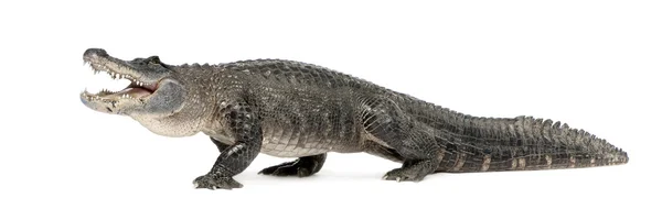 American Alligator (30 anni) - Alligator mississippiensis — Foto Stock