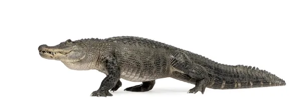 美洲短吻鳄 (30 年)-密西西比短吻鳄 — 图库照片