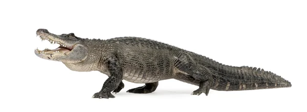 Aligator amerykański (30 lat) - Alligator mississippiensis — Zdjęcie stockowe