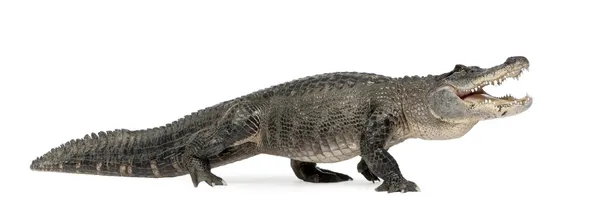 American Alligator (30 лет) - Alligator mississippiensis — стоковое фото