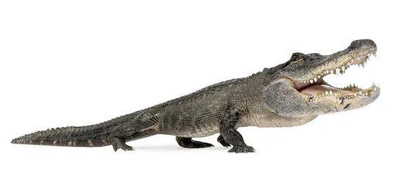 Смешной аллигатор — стоковое фото