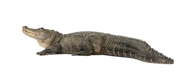 Αμερικανικό αλλιγάτορα (30 χρόνια) - αλιγάτορα mississippiensis — Φωτογραφία Αρχείου