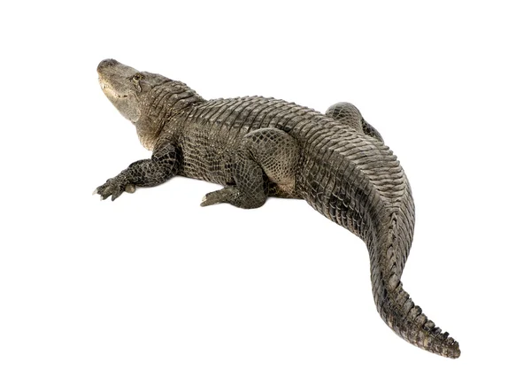 Americký aligátor (30 let) - Alligator mississippiensis — Stock fotografie