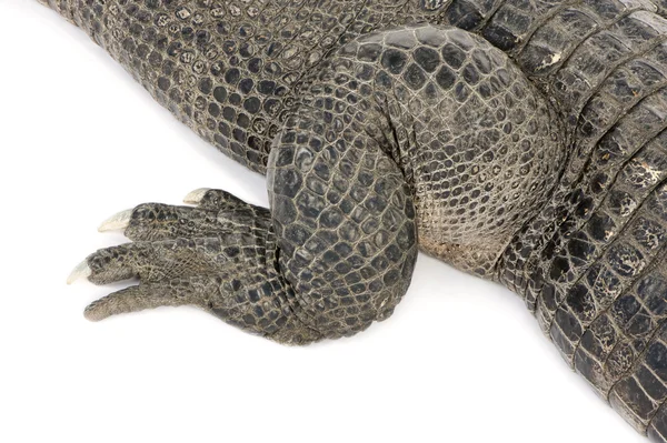 Amerikan timsahı (30 yıl) - Alligator mississippiensis — Stok fotoğraf