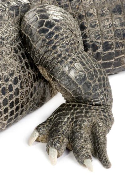 Amerikan timsahı (30 yıl) - Alligator mississippiensis — Stok fotoğraf