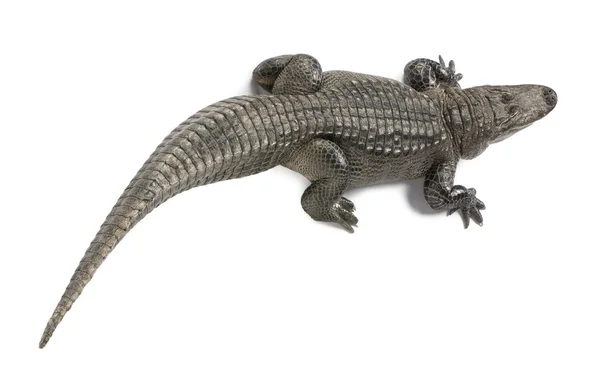 Amerikanischer Alligator (30 Jahre) - Alligator mississippiensis — Stockfoto