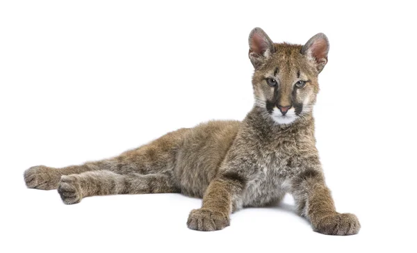 Puma cub - Puma concolor (3,5 mois ) — Photo