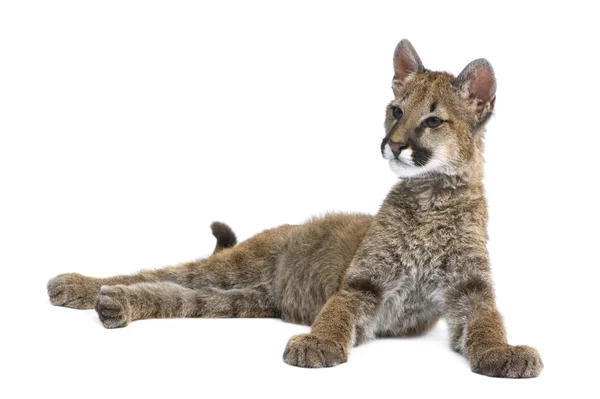 Puma cub - puma concolor (3,5 Monate)) — Stockfoto