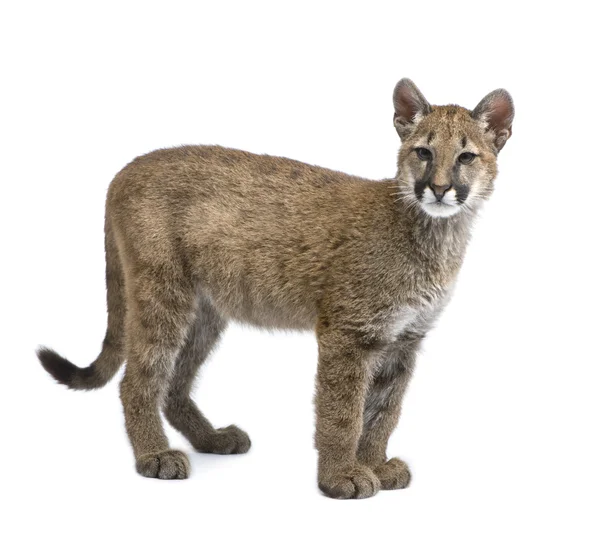 Puma cub - Puma concolor (3,5 mesi ) — Foto Stock