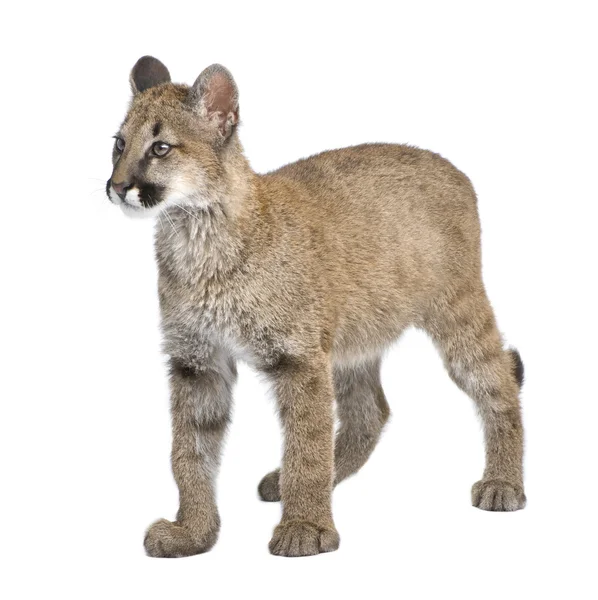 Filhote de Puma - Puma concolor (3,5 meses ) — Fotografia de Stock