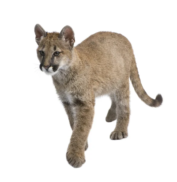 Puma cub - puma concolor (3,5 månader) — Stockfoto