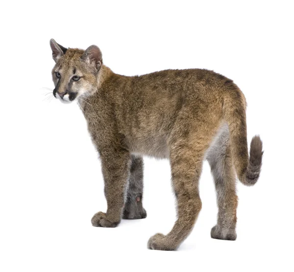 Puma cub - puma concolor (3,5 Monate)) — Stockfoto