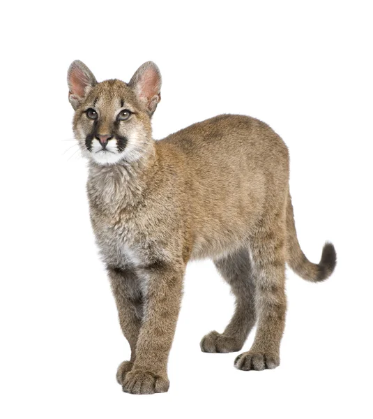 Puma cub - puma concolor (3,5 μήνες) — Φωτογραφία Αρχείου