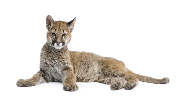 Filhote de Puma - Puma concolor (3,5 meses ) — Fotografia de Stock